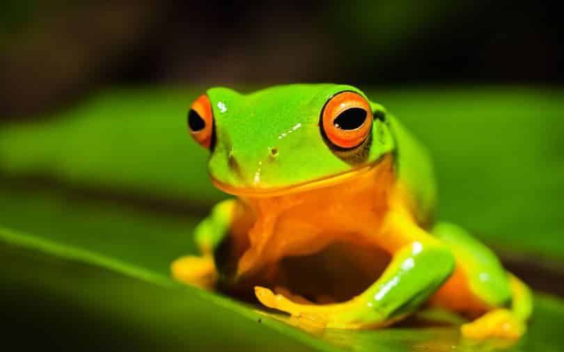 Sapo verde em cima de uma folha.