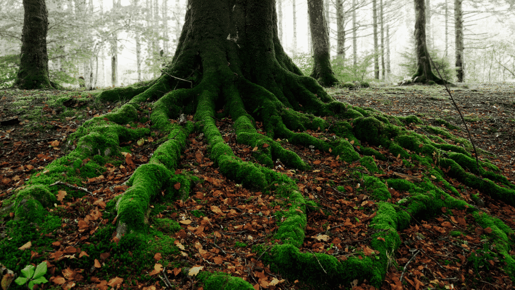 Raízes de uma grande árvore cobertas por musgo verde