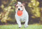 Cachorro correndo em um campo, com uma bolinha na boca