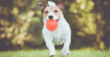 Cachorro correndo em um campo, com uma bolinha na boca