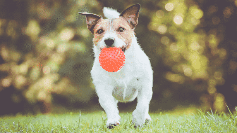 Cachorro correndo em um campo, com uma bolinha na boca