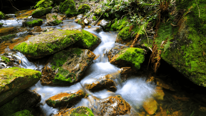 Pequeno córrego passando por pedras verdes, no meio da mata