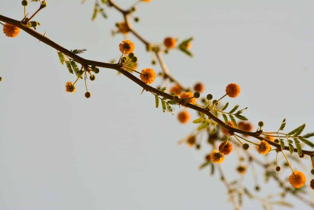 Pequenas flores amarelas num galho.