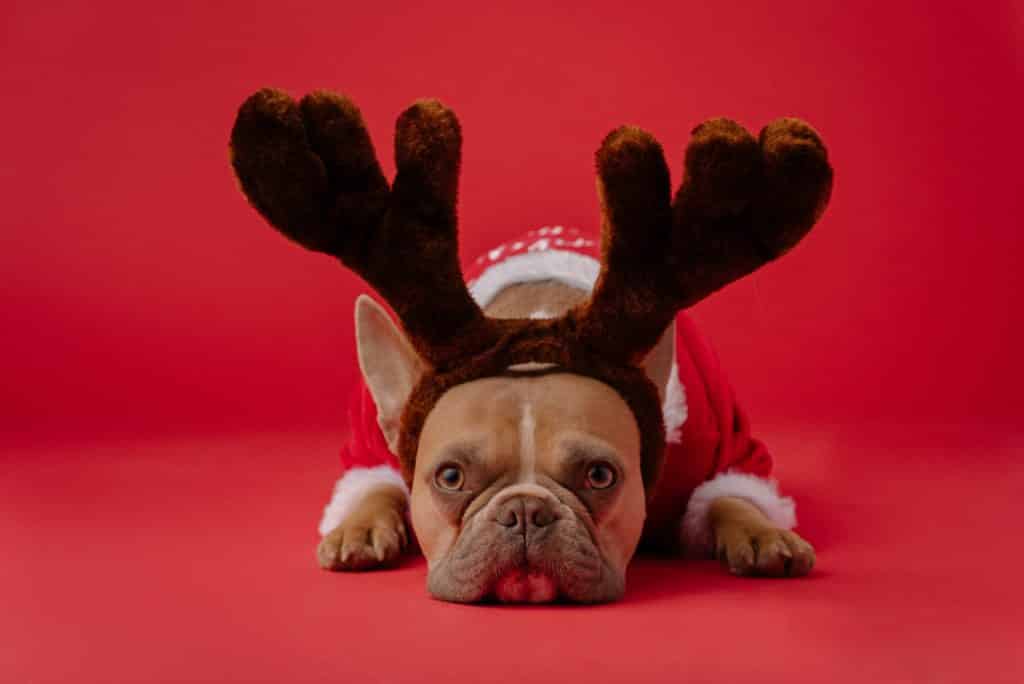 Cachorro com roupa de Natal.