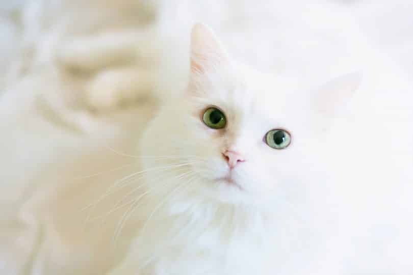 Gato branco deitado em cima de uma cama