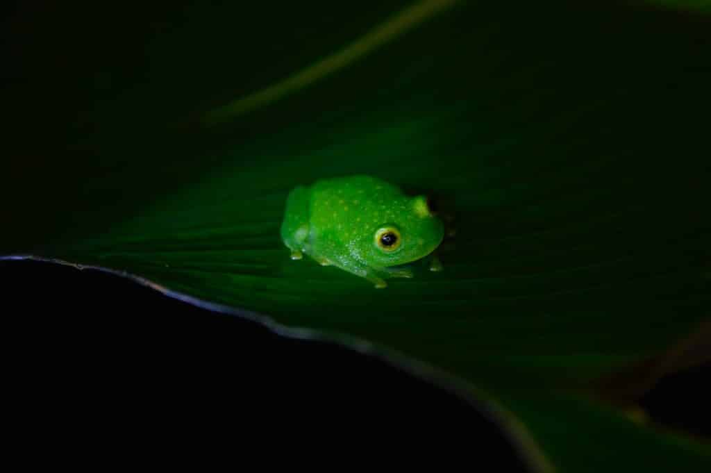 Sapo pequeno e verde.