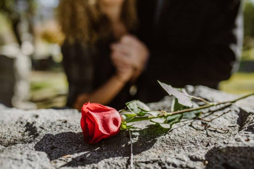 Uma rosa em cima de uma pedra