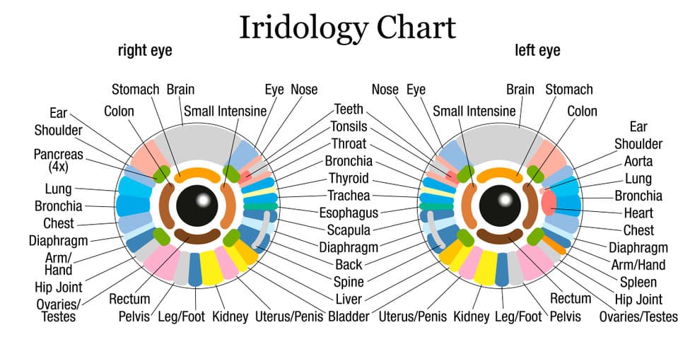 Mapa da iridologia em inglês