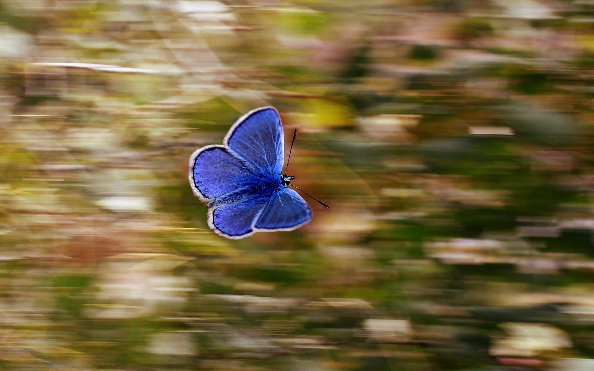 Uma borboleta-azul voando, com um fundo desfocado em movimento.