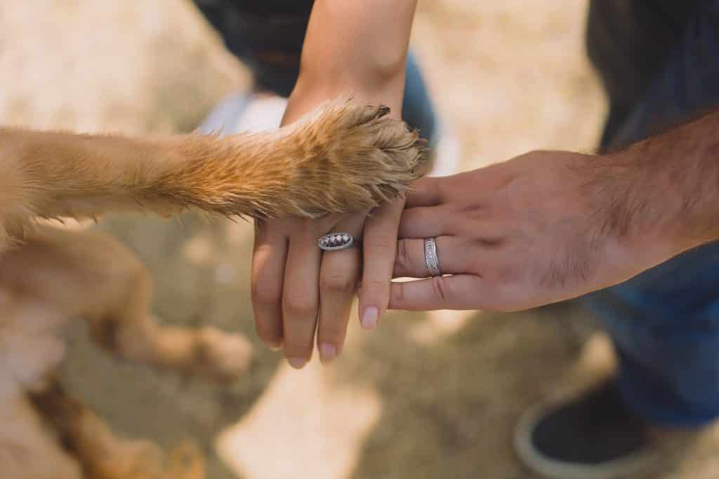 Um cachorro colocando sua pata sobre uma mão humana.