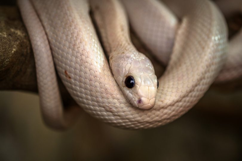 Uma cobra branca pendurada sobre um suposto galho de árvore