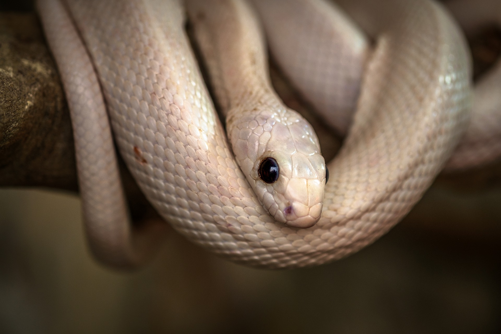 Foto Uma cobra azul sentada em um galho de árvore – Imagem de