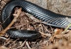 Uma cobra preta sobre uma terra com folhagem seca.