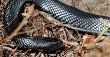 Uma cobra preta sobre uma terra com folhagem seca.