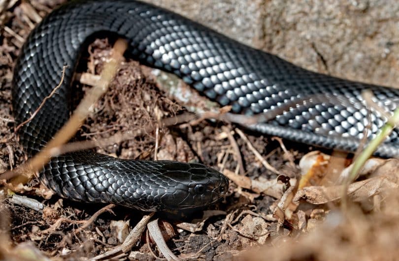 Uma cobra preta sobre uma terra com folhagem seca.