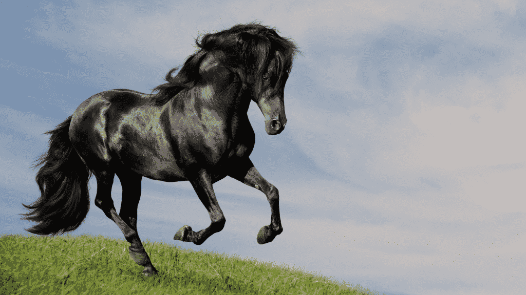 Cavalo preto galopando em um campo