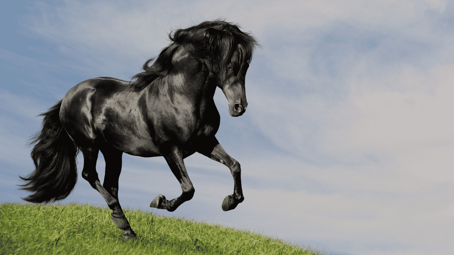 Sonhar Com Cavalo: Significados, Simbolismos, Interpretações