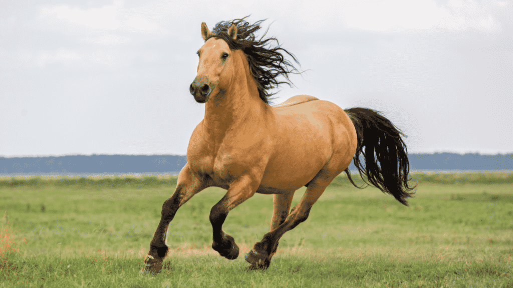 Cavalo marrom correndo em um campo aberto