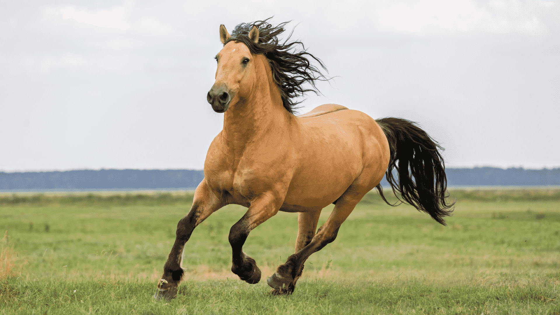 Sonhar com cavalo. Significado 