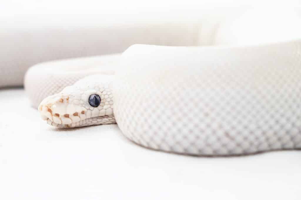 Parte do corpo de uma cobra branca vista de perfil. Sua cabeça e seu corpo se debruça sobre um terreno branco.