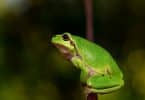 Visto lateralmente, um sapo verde repousando sobre um pedaço de madeira.