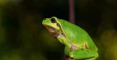 Visto lateralmente, um sapo verde repousando sobre um pedaço de madeira.