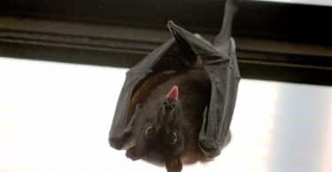 Um morcego (raposa-voadora) pendurado em uma grade ferro e exibindo sua língua.