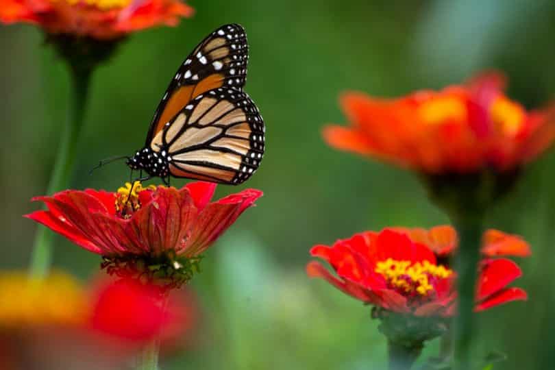 Uma borboleta pousando numa flor vermelha. Ao fundo, outras flores vermelhas.