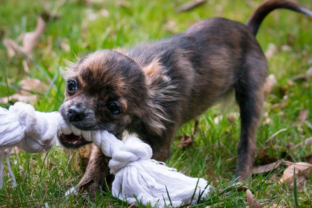 Um pequeno cachorro sobre um gramado verde mordendo um pedaço de pano.