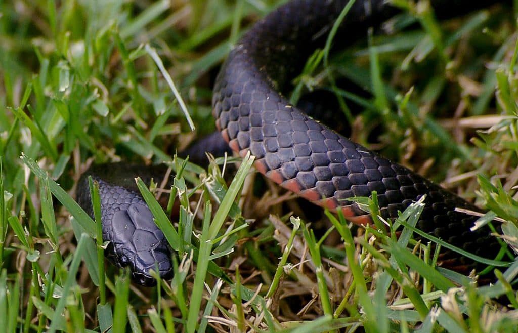 Uma cobra preta sutilmente sendo escondida pela grama.