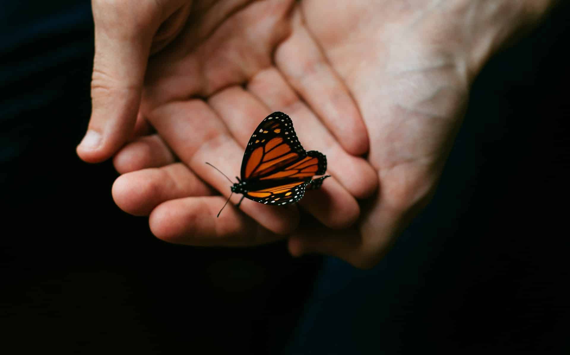 Uma pessoa, supostamente homem, erguendo as palmas das mãos. Sobre elas, uma borboleta.