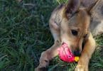 Um cachorro sobre um gramado verde mordendo uma pequena bola rosa.