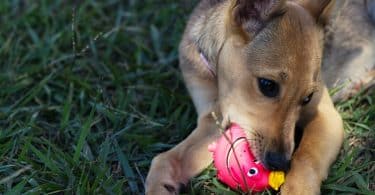 Um cachorro sobre um gramado verde mordendo uma pequena bola rosa.