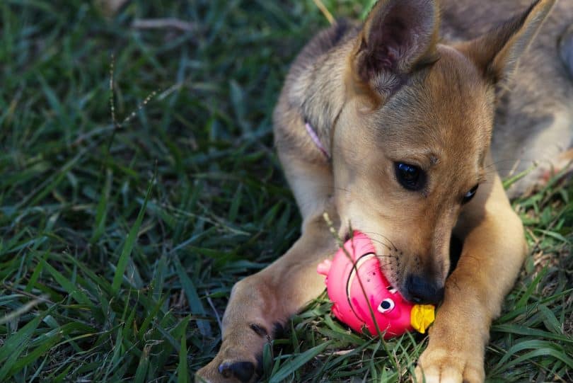 Um cachorro sobre um gramado verde mordendo uma pequena bola rosa.