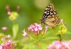 Borboleta marrom numa flor rosa.