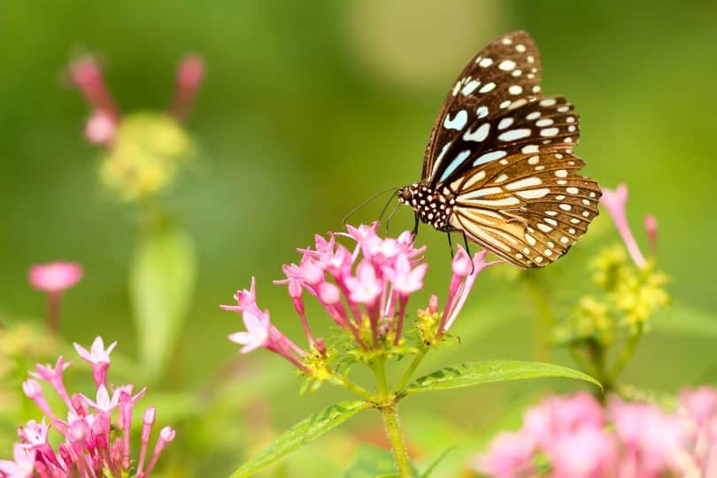 Borboleta marrom numa flor rosa.