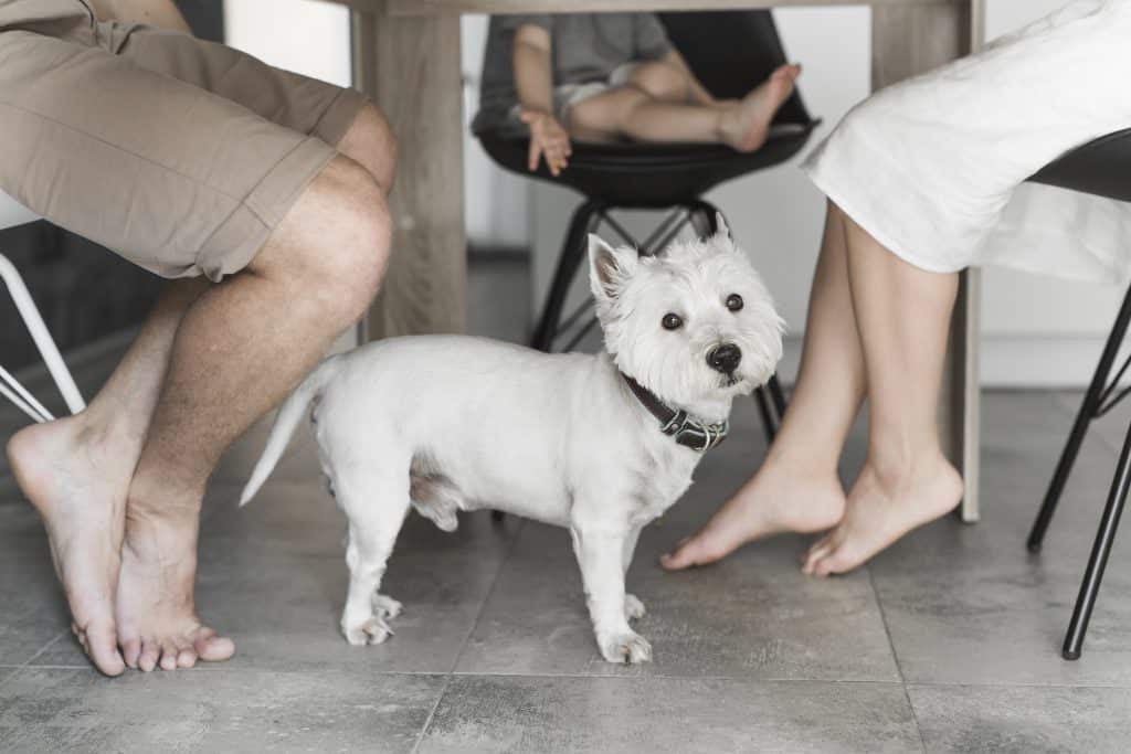 Um pequeno cachorro branco embaixo de uma mesa. Na mesa também aparecem, à esquerda, à direita e centralizadamente, pernas e pés humanos.
