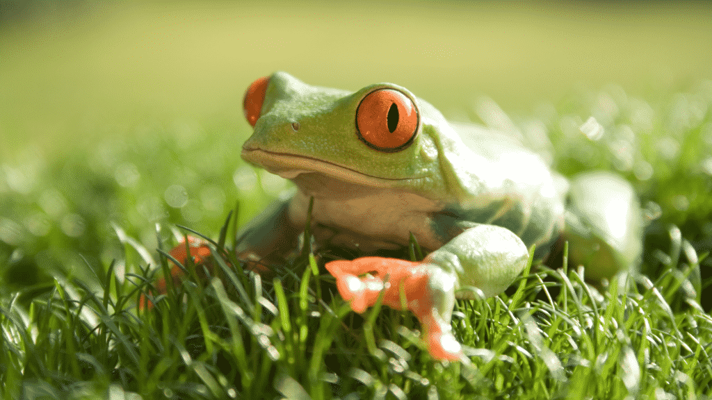 Um sapo verde de olhos laranja sobre um gramado verde.