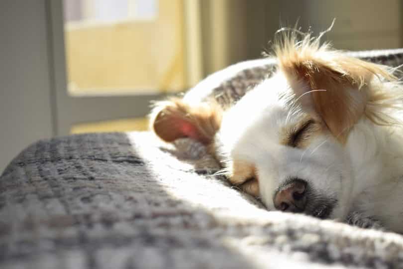 Cachorro deitado em uma cama