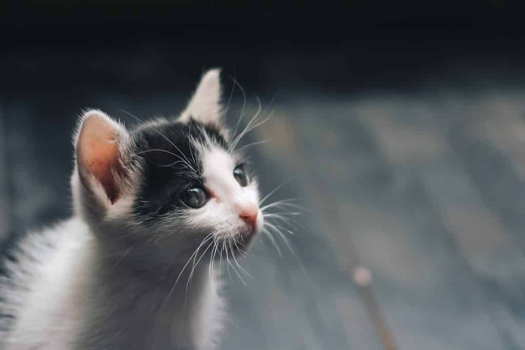 Um gato filhote