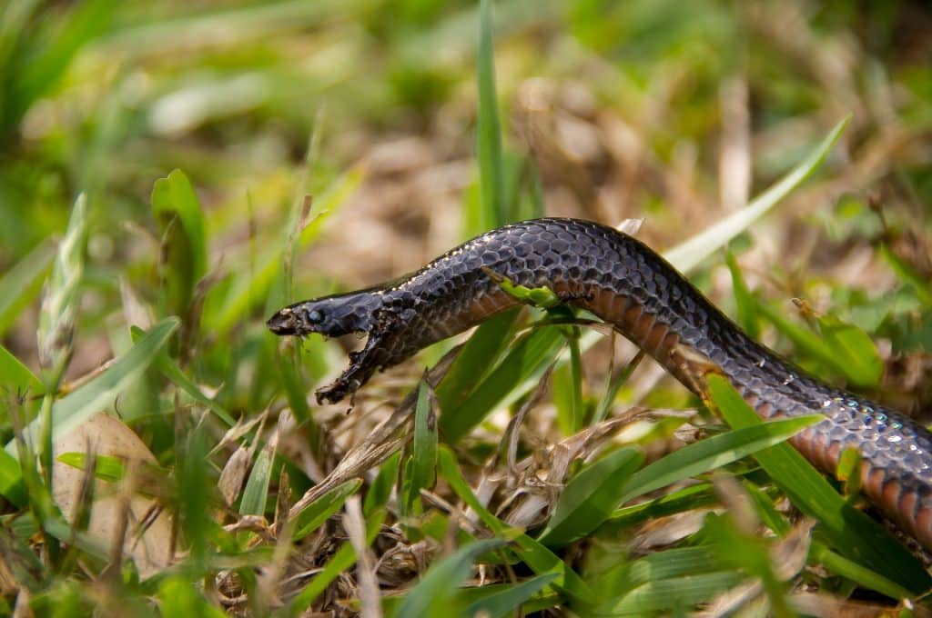 Sobre a grama, uma cobra preta de boca aberta.