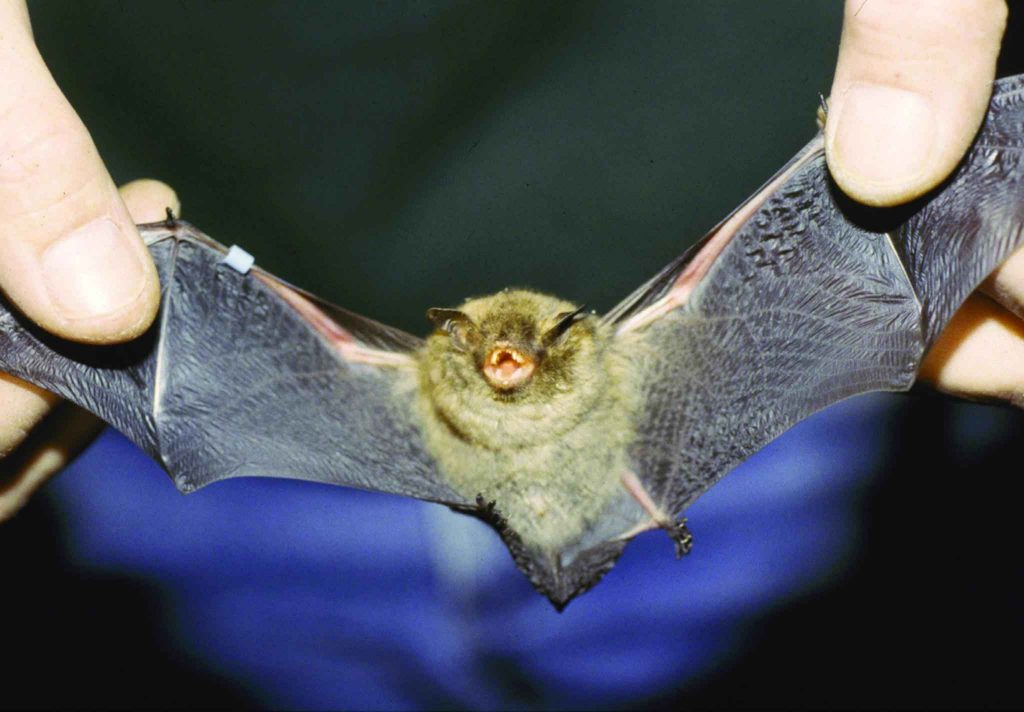 Um morcego de boca aberta. Pelas asas ele é tomado por mãos humanas.