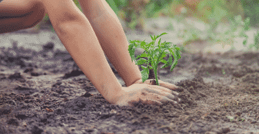 Criança plantando em jardim