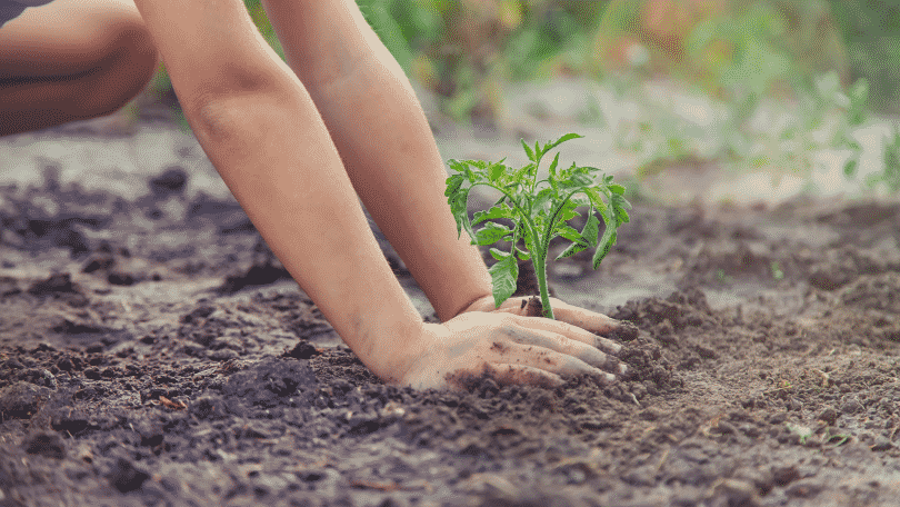 Criança plantando em jardim