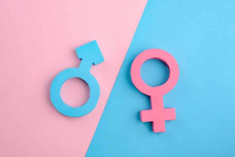 Sinais de gênero masculino e feminino em fundo azul e rosa.