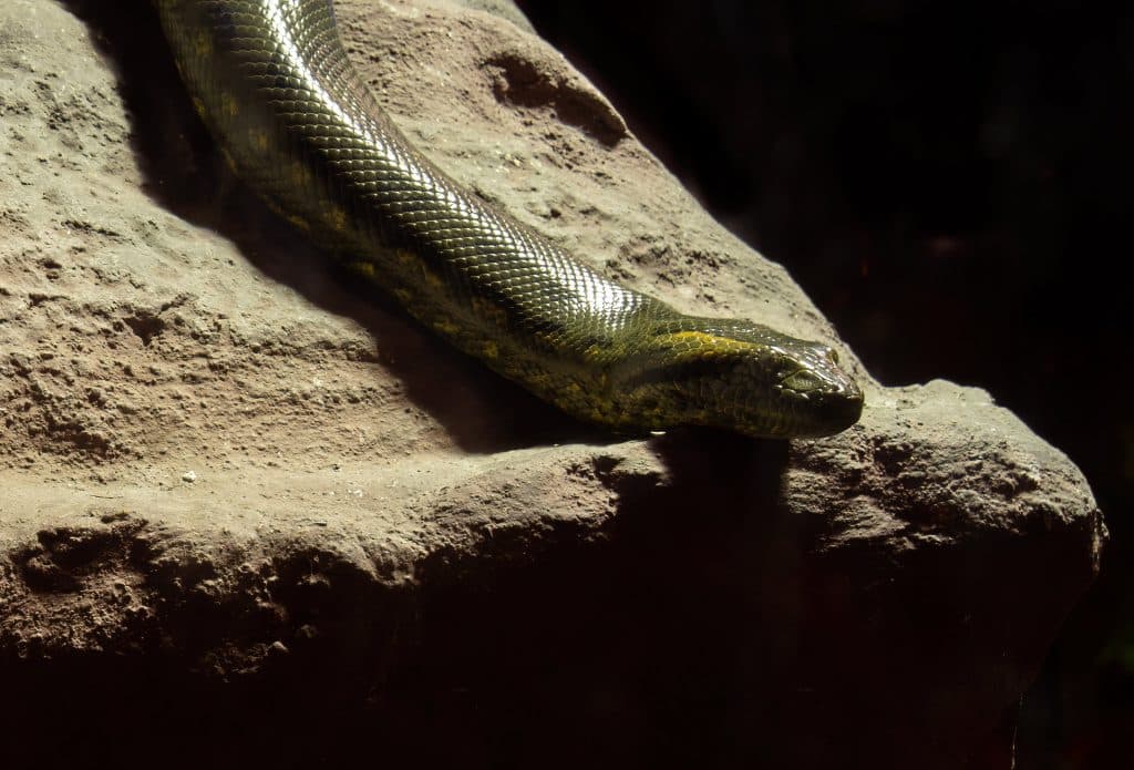 Cobra sucuri em uma pedra