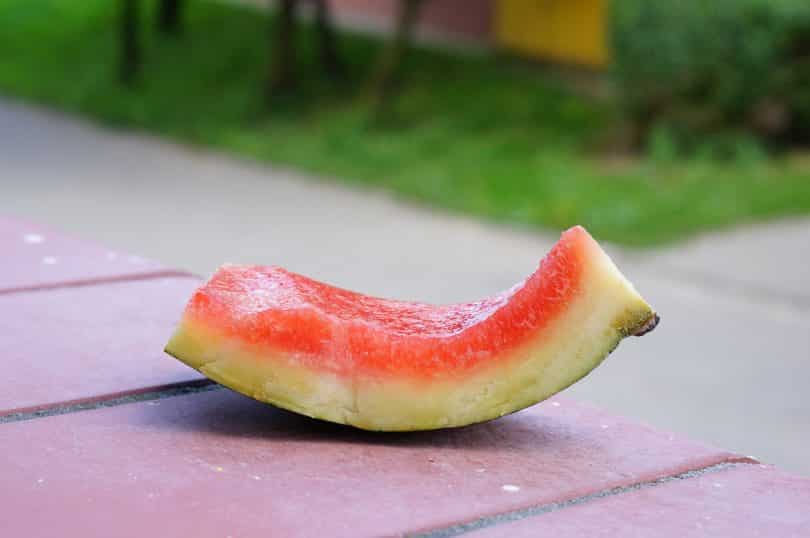 Casca de melancia.