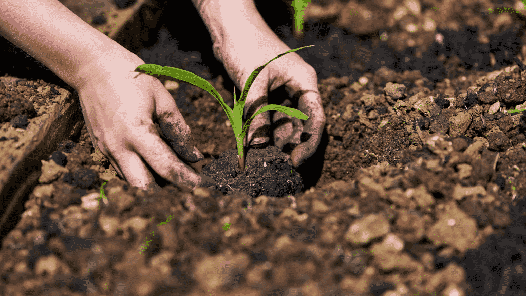 Criança plantando em jardim