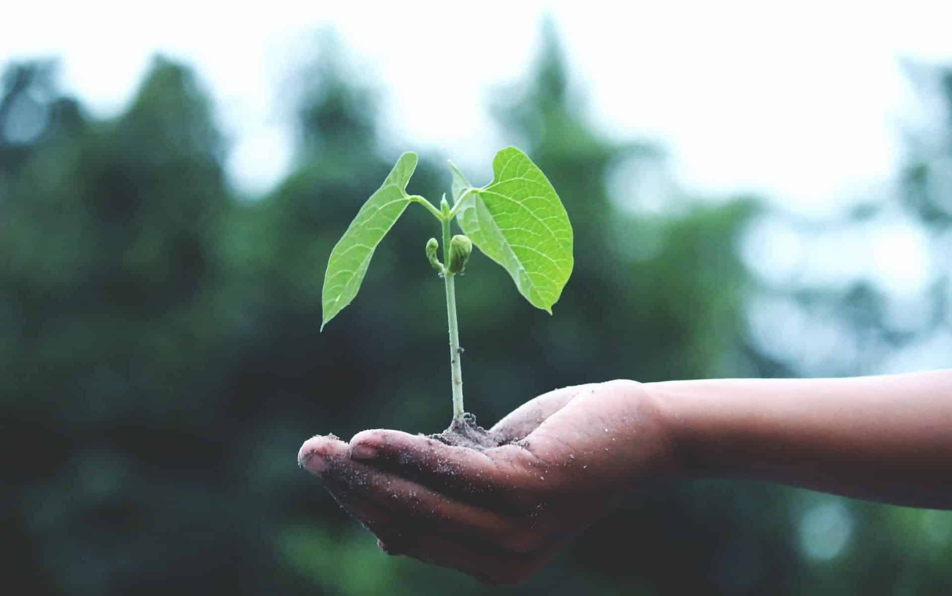 Uma mão segurando uma muda de planta.