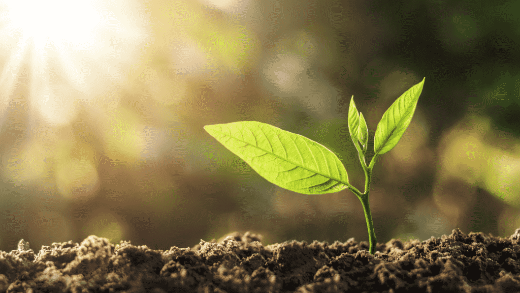 Planta pequena em crescimento na terra recebendo luz solar